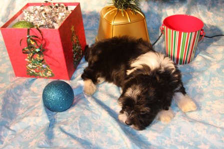 havanese-puppies